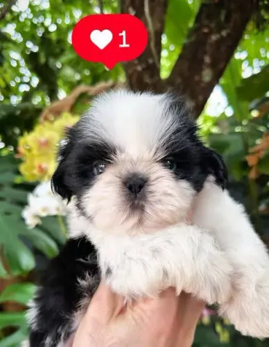 Shih tzu fêmea lindinha