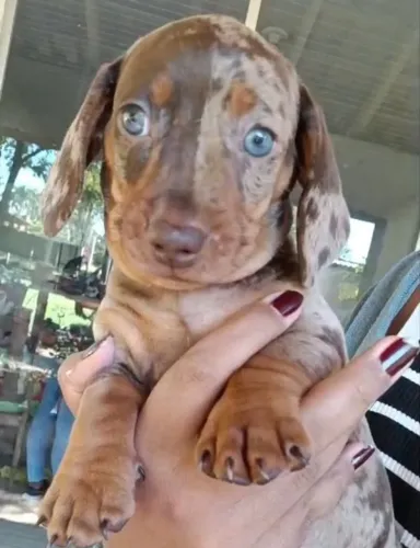 Os dog