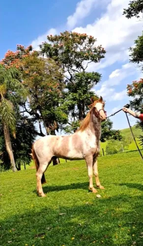Cavalo Mangalarga