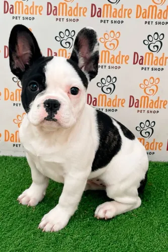 Buldogue Francês Fêmea