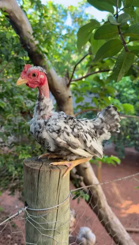 Franguinho garnisé DOAÇÃO 