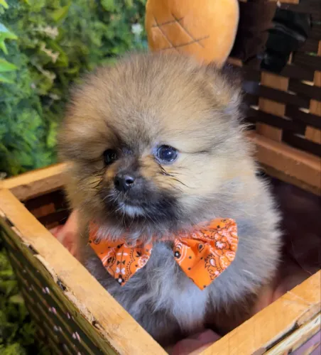 Lulu da Pomerania