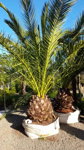 Palmeira Phoenix Canariense