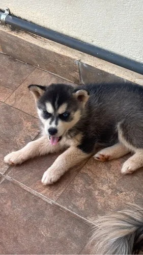Filhote de Husky siberiano