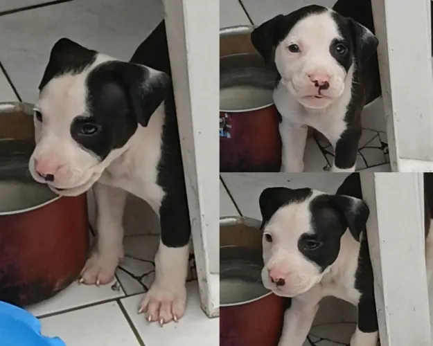 Filhote femea pitbull