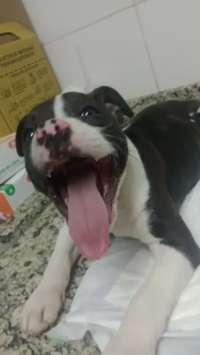 Venda de filhote