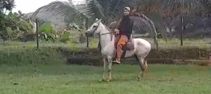 Cavalo castrado de pista..