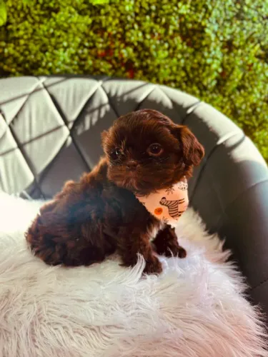 Filhotes de shihtzu