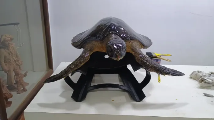 Empalhamento de animais mortos 