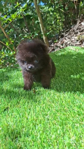 Spitz Alemão (Lulu da Pomerânia) - Filhotes Selecionados | Mariano Herdade Kennel".