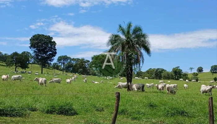 Fazenda em Trindade - GO