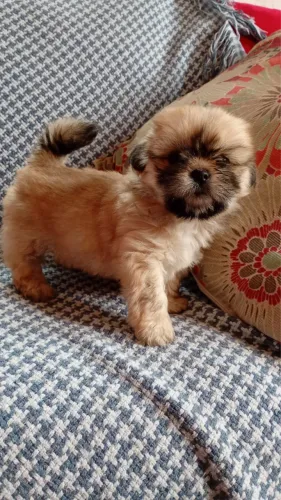 Cachorro