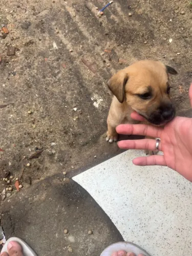 filhote de 3 meses fêmea pra doar 