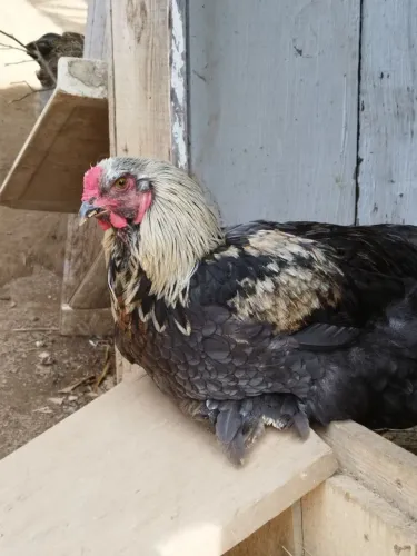 GALO BRAHMA