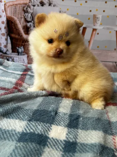 Filhote de Spitz alemão anão fêmea