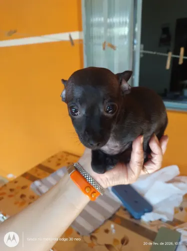 Vende se uma fêmea Pincher em Rio Bom Paraná