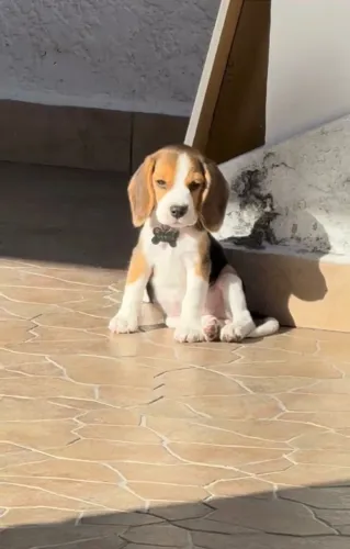 Amor de quatro patas? Escolha um Beagle!