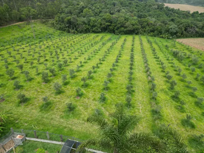 Fazenda a venda em Caldas com oliveiras, no sul de Minas Gerais