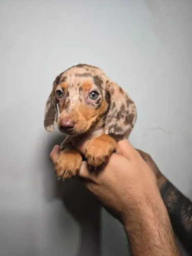 Dachshund Teckel - Companheiro Ideal