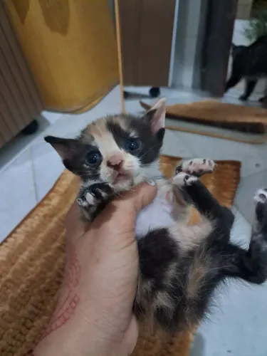 Gatos pra doação