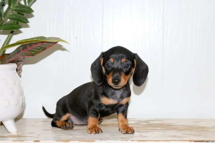 Dachshund |Pronta entrega 