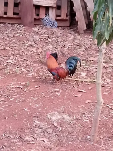 Galinhos Galizé