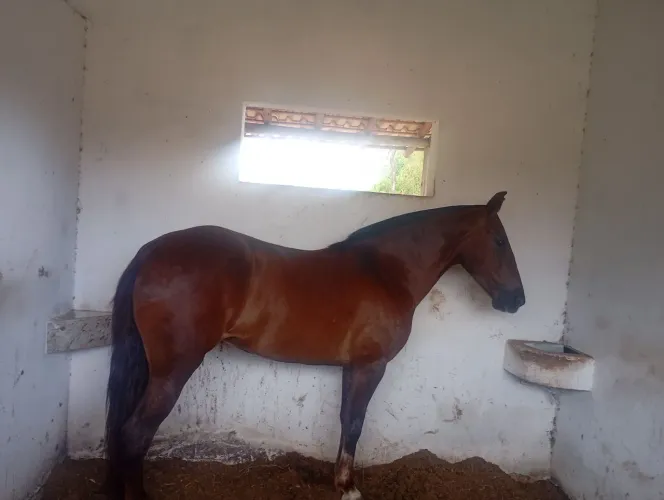 Pra quem procura uma potra top tá aí