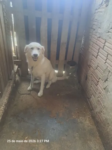 Vendo pastora maremano 
