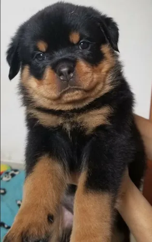 Rottweiler esperto