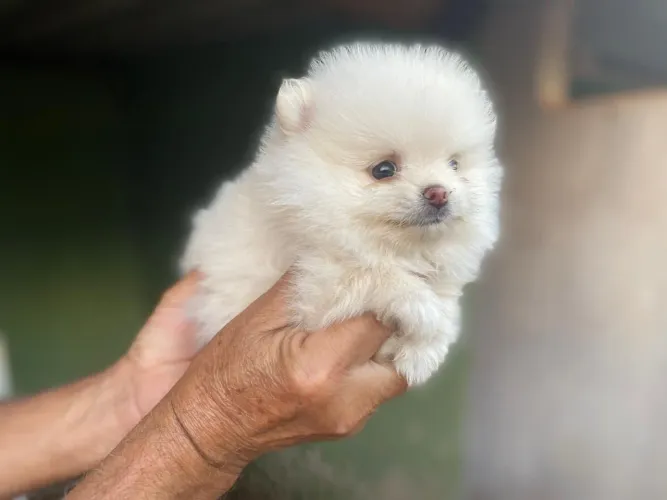Spitz alemão anão filhote 