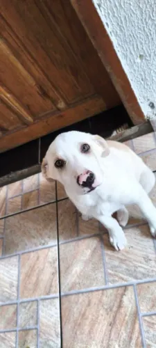 Adoção de cachorro