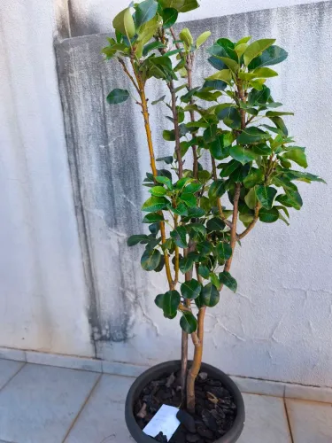 Muda de Pera altura 145cm