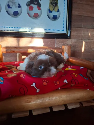 Bebê shih tzu