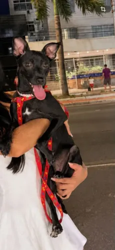 Pinscher femea