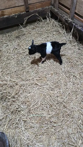 Mini cabra / criação especializada