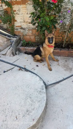 Cachorro pastor alemão
