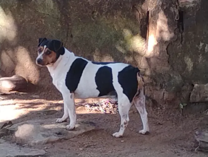 Fox Paulistinha (Terrier Brasileiro)