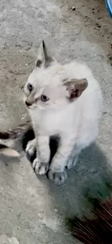 Doação de filhotes de gato 