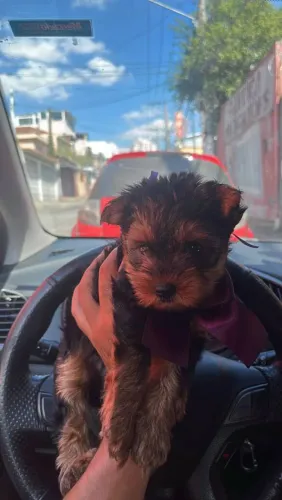 Filhote Yorkshire Terrier, O companheiro ideal para sua família está esperando por você!