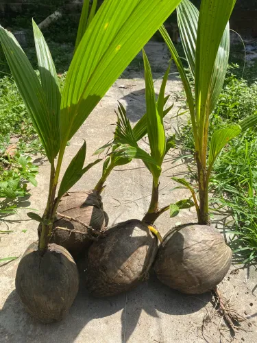 Produto rural