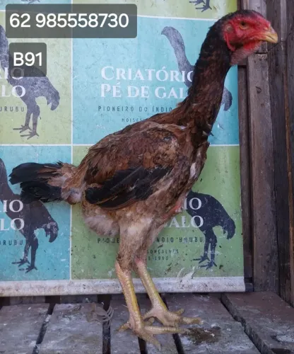 ÍNDIO GIGANTE