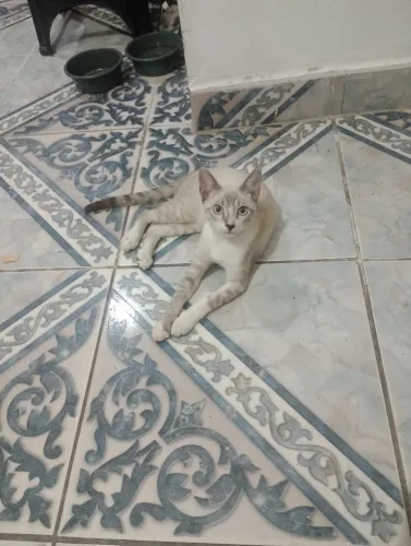 Doação gato macho