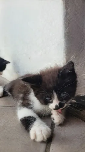 Gato