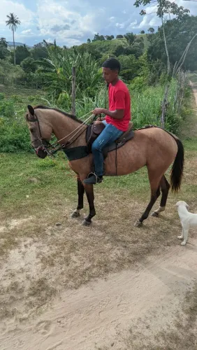 POTRO BACHEIRO MUITO DÓCIL 