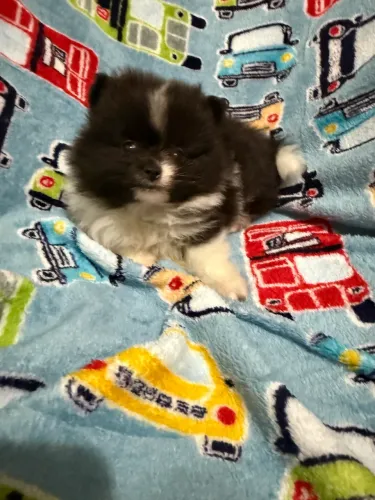 Lulu da Pomerania