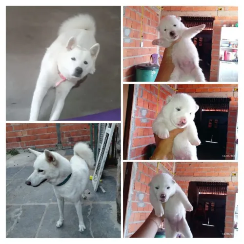 Cachorros Akita