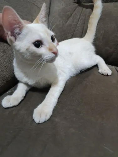 Gato macho para adoção 