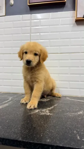 Golden Retriever 