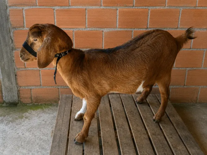 Cabra toggenburg