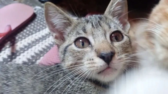 Doação de gatinha fêmea 3 meses!